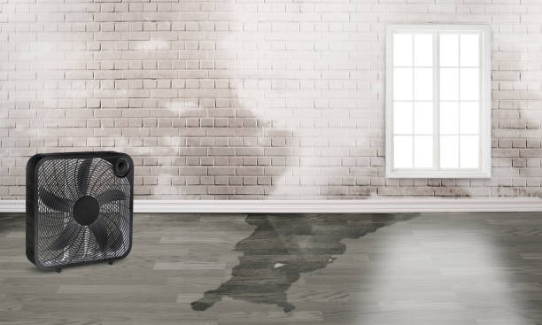 Best Professional water damage repair  in Cordova, NC
